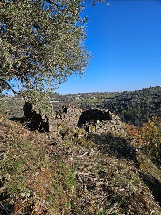 Terreno - Olival - Castelo Bragança