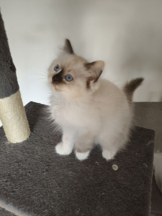 Ragdoll koteczka  Fife/FPL na wrzesień