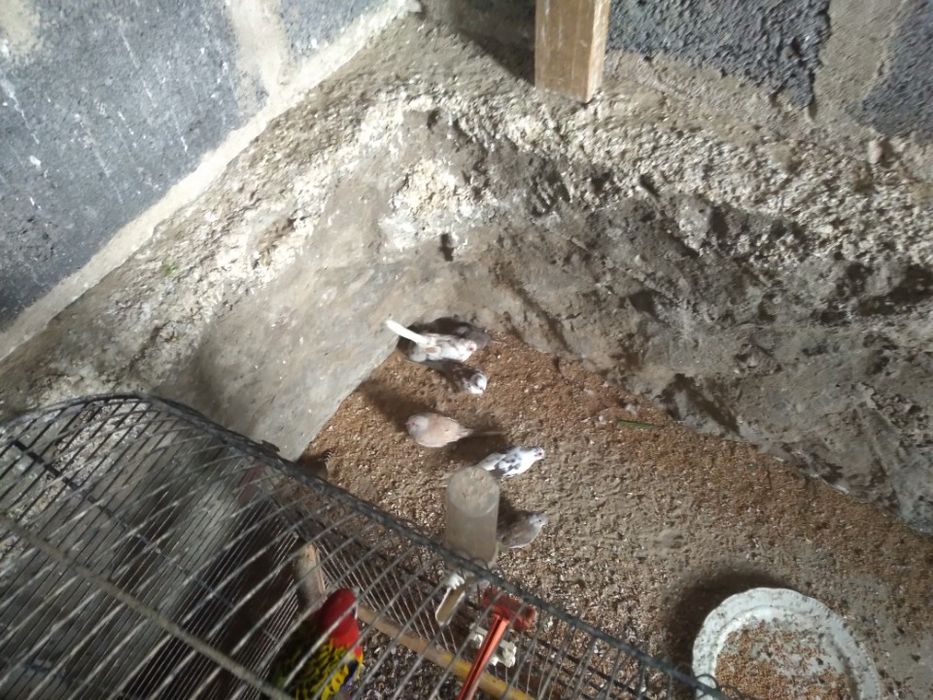 Golabki diamentowe wysyłka