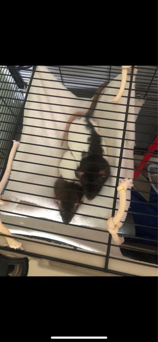 oddam szczurki w dobre ręce