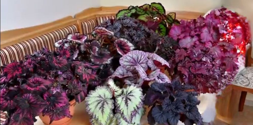 Листики и кустики! Сортовые Королевские Бегонии