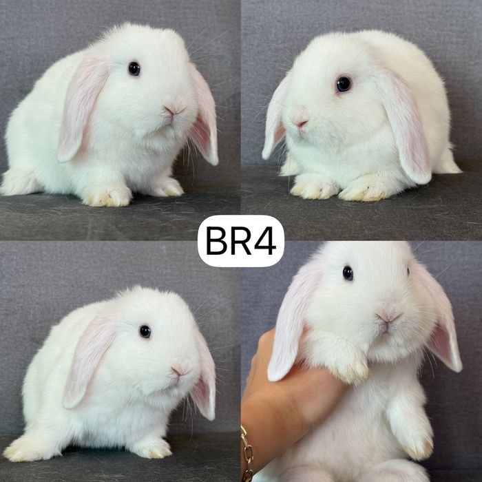 Królik Baranek Miniaturka MINI LOP