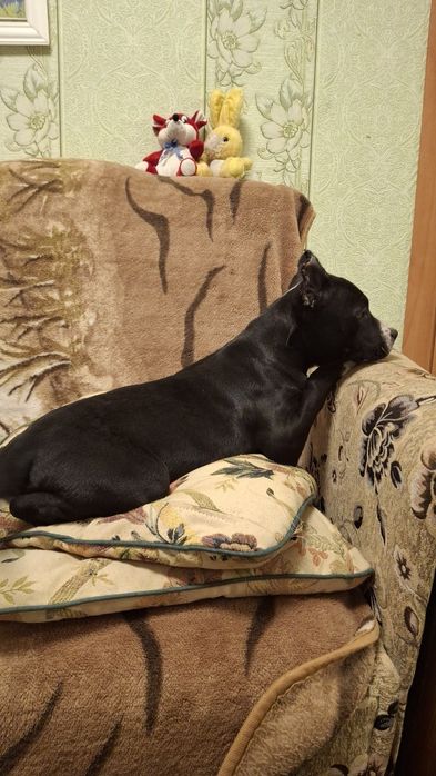 Чёрная девочка Амстаф