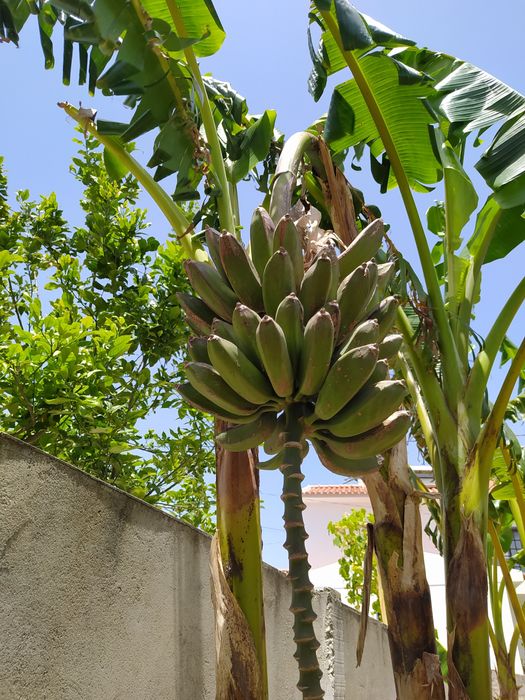 Bananeiras a partir de 10€ Particular