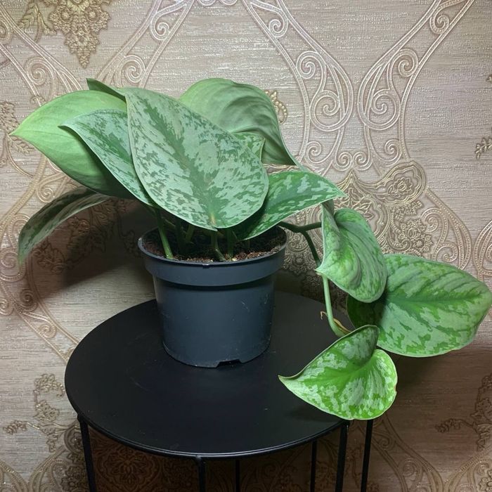 Сциндапсус Піктус Требі