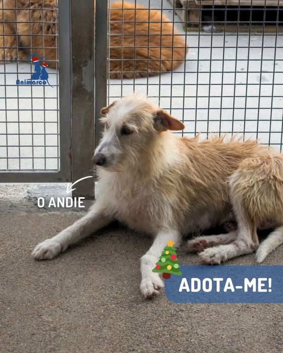 Andie cao de porte medio - grande