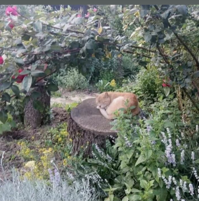 Перетримка тварин/ зооготель
