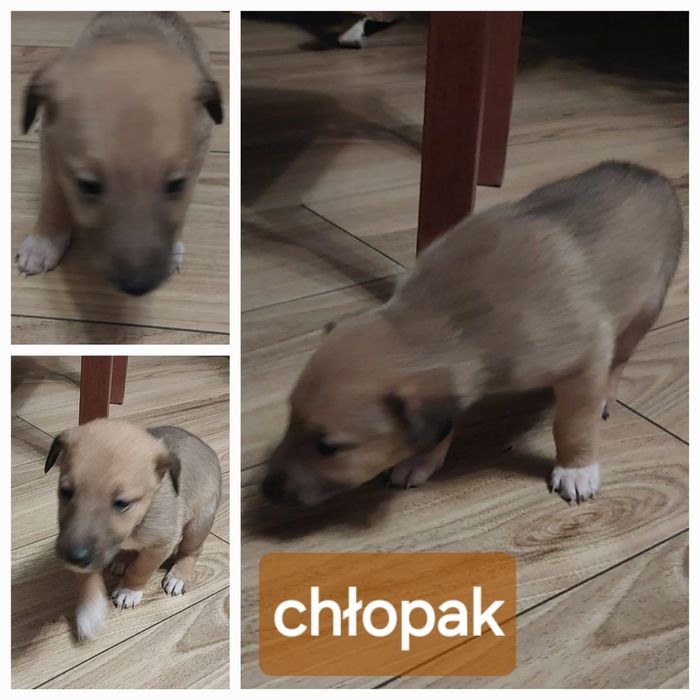 Szczeniaki w typie owczarka szkockiego