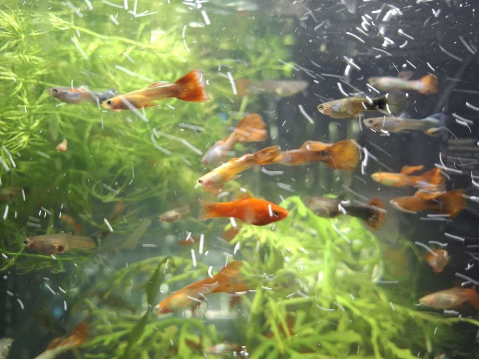 Акваріумні рибки