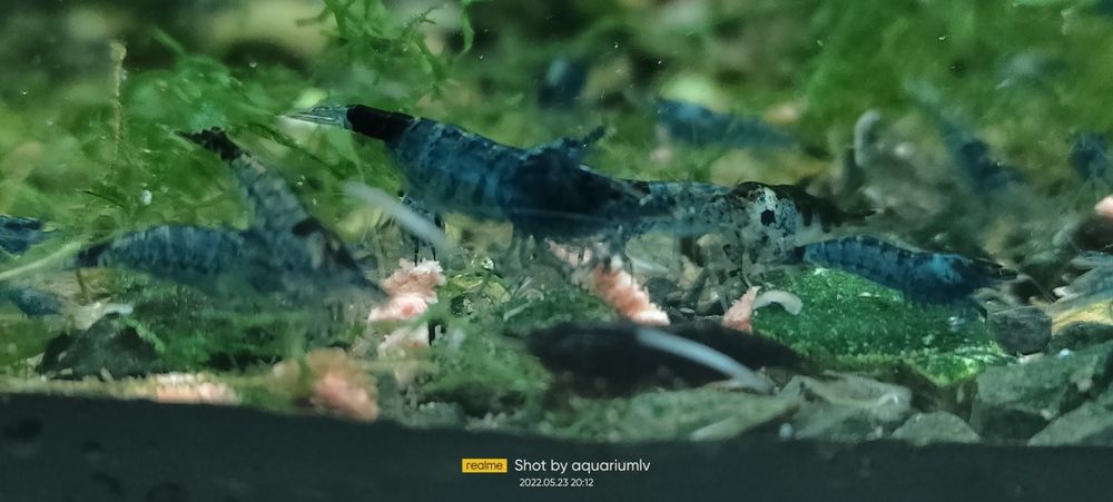 Акваріумні неокарідини