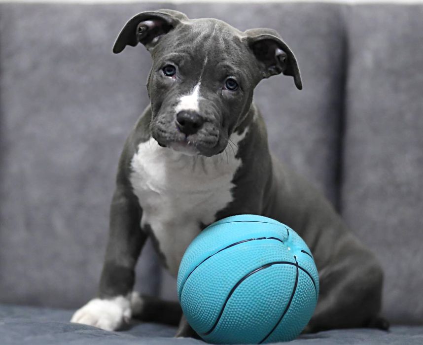 Принцеса чекає на найкращу люблячу родину!