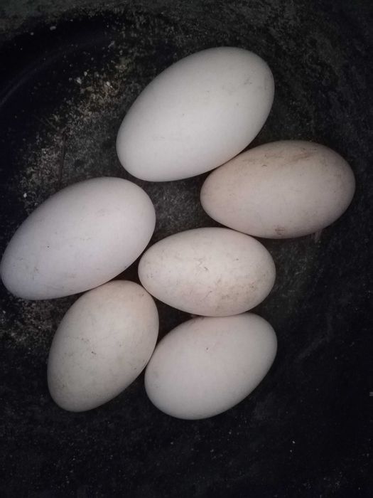 Gansos novos , adultos e surenha morucha.