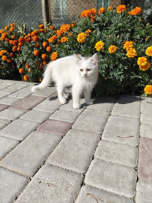 Біленькі кошенята