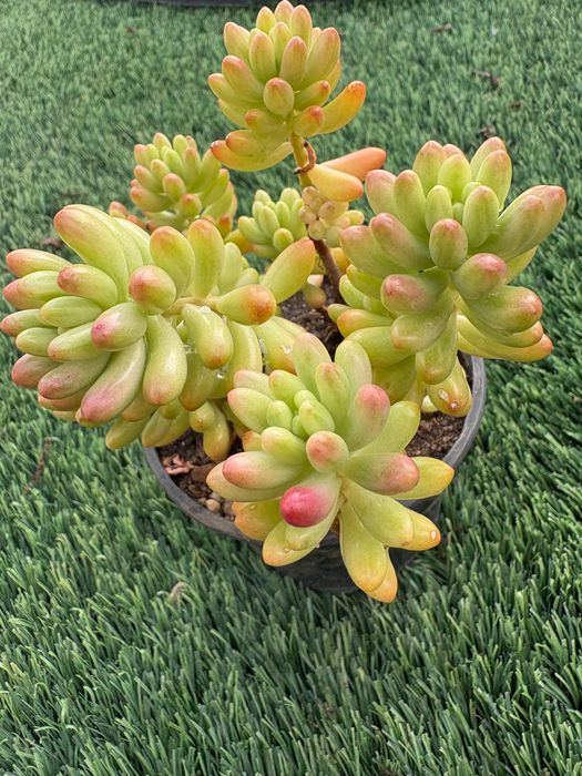Suculentas  Sedum Rubrotinctum (Jelly Bean) e Sedum rubrotinctum Aurora Variegata preço 1€