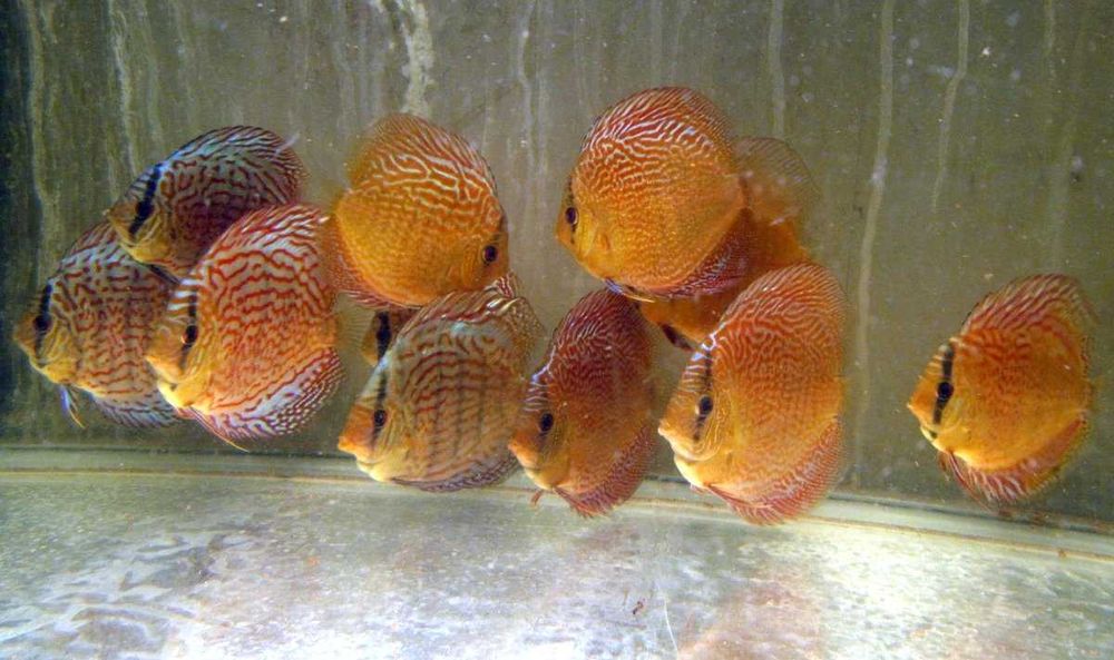 Дискус Кобра, Туркис, Пантера, Leopard от производителя