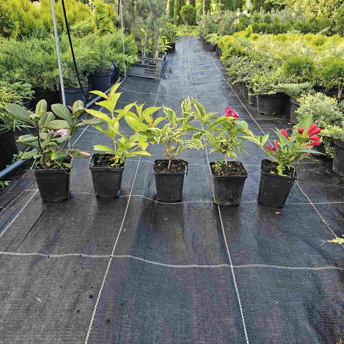 Вейгели продаж різні сорти