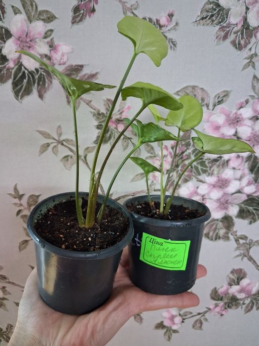 Кімнатні рослини калла,хавортія,сингоніум