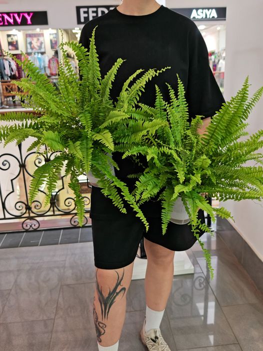 Папороть Green Lady