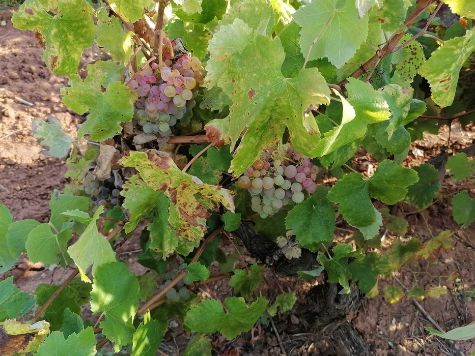 Venda de uvas – aprox. 900 kg | Fernão Pires, Carascalho e outras castas