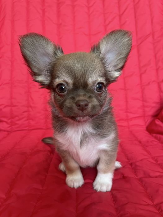 ХлопЧишечки довгошерстні