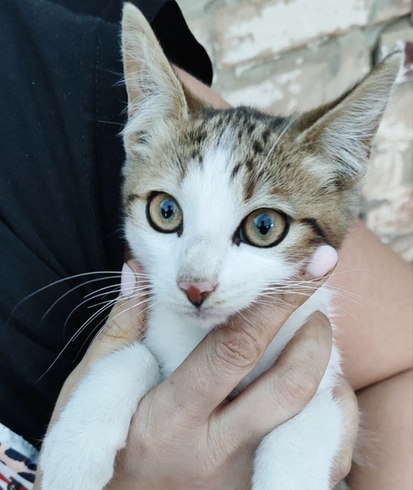 Кошеня шукають родину, хлопчик
