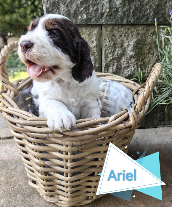 Springer Spaniel Angielski FCI Ariel