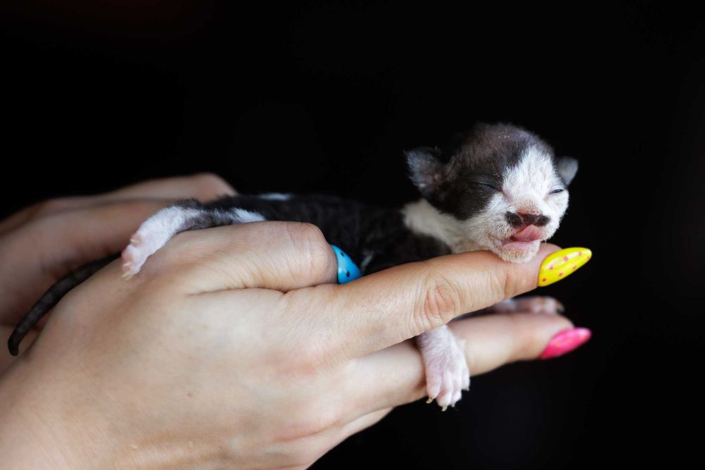 Devon Rex* Kocurek czarny bicolor REZERWACJA