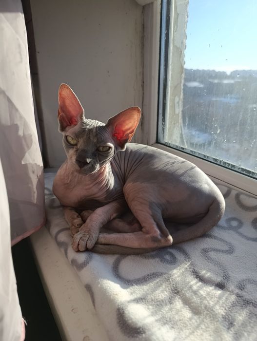 Канадський сфінкс кішка шукає кавалера