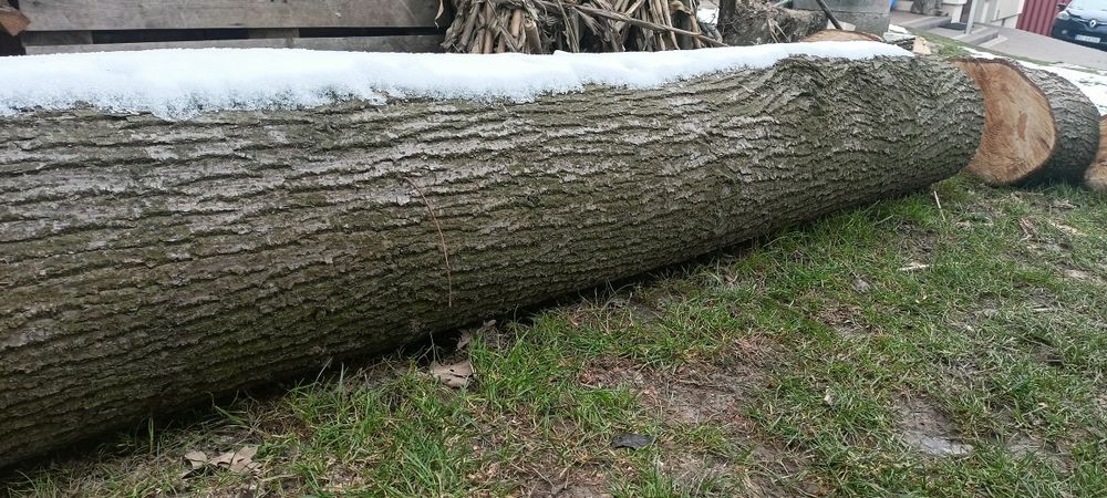 Kłody, kloce drewna lipy - ścięto grudzień 2022 r.