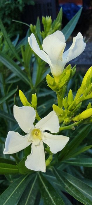 Biały oleander na pniu