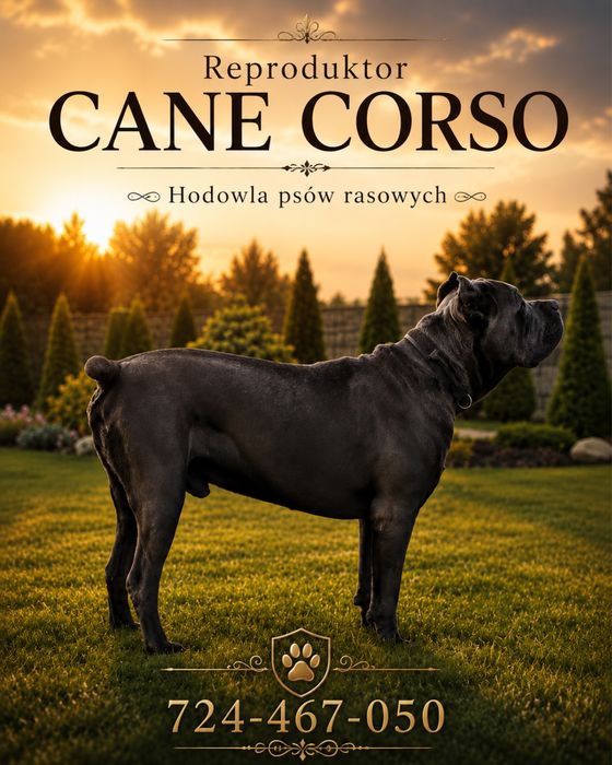 Reproduktor Cane Corso