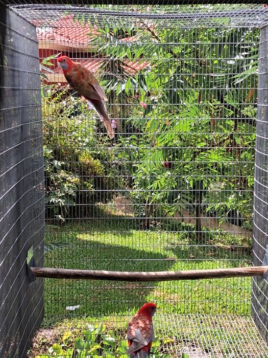 Casais de roselas adultos