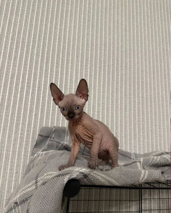 Канадський сфінкс кошенята