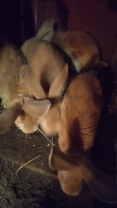 Кролики молодняк . Руденькі