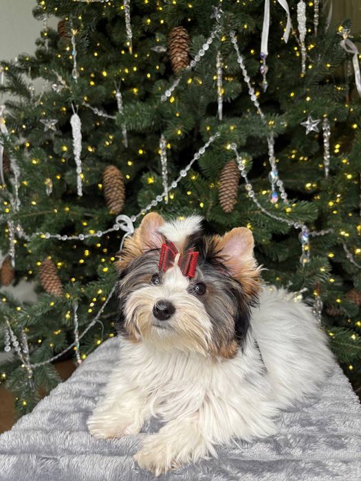 Бивер -йорк . Девочка . Харьков