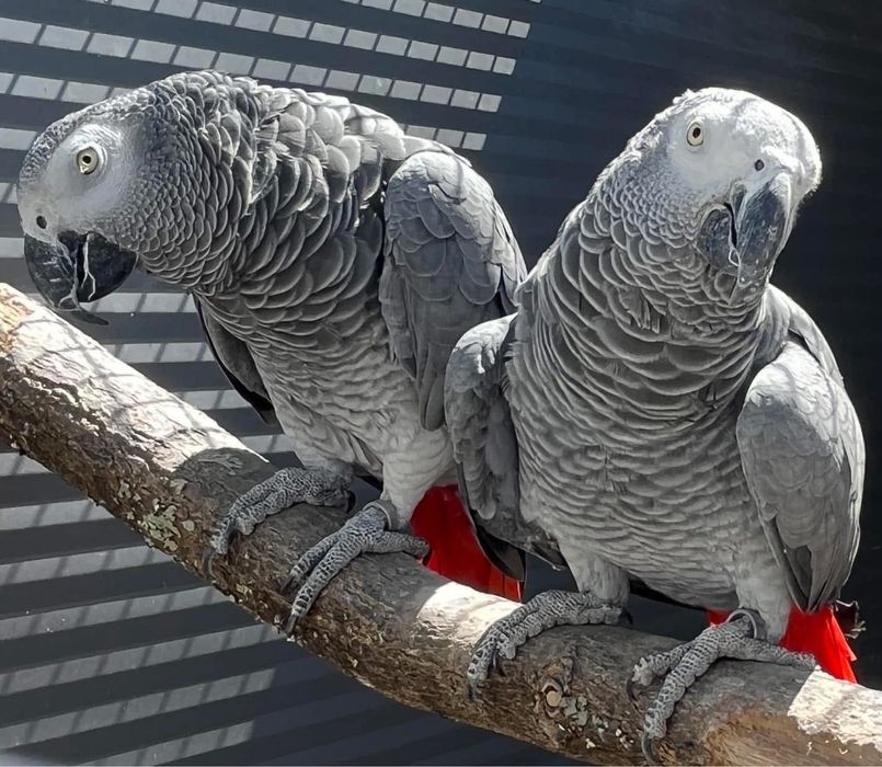 Casal Papagaios cinzentos reprodutores