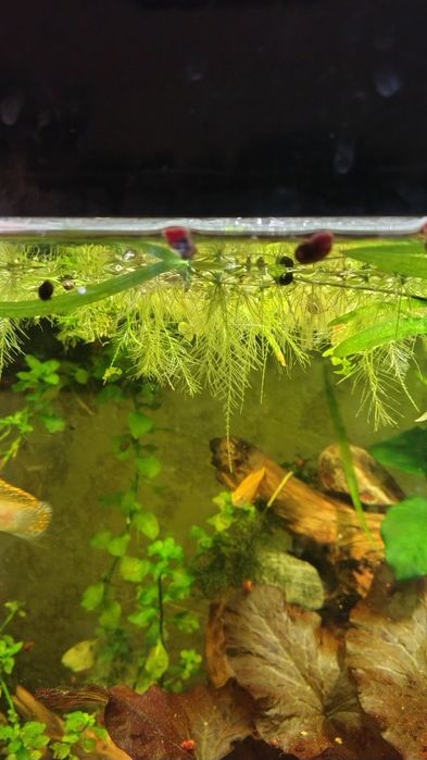 Anubisa Lotos Pistia Trawa Rogatek