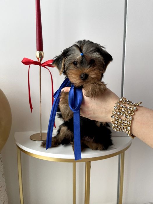 VIP Йорки  ваш найкращий подарунок літа