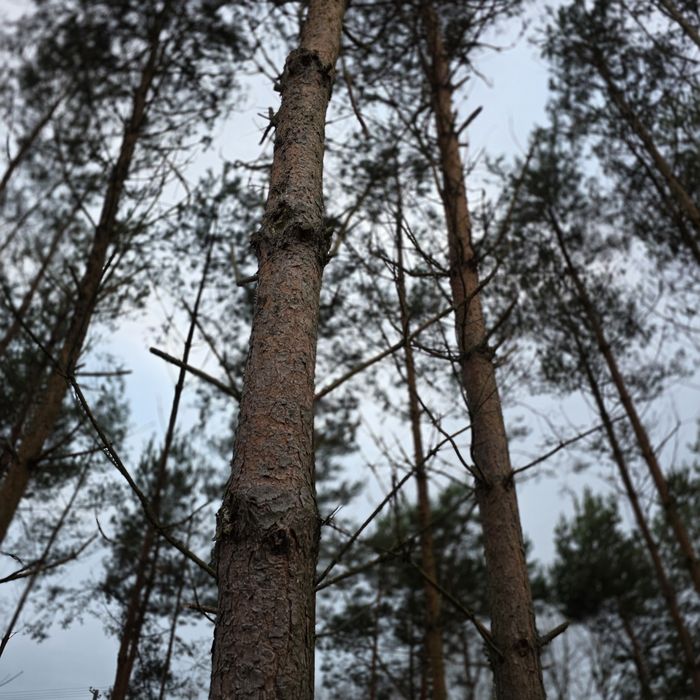 Wycinka drzew zwyżka