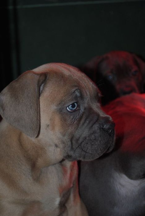 Cane Corso mocny pies