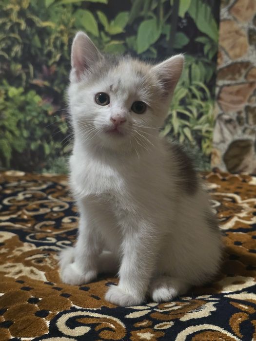 Отдам котят в хорошие руки
