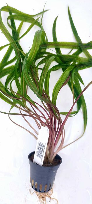 Cryptocoryne Balansae koszyk Rośliny Dekoracja Akwarium