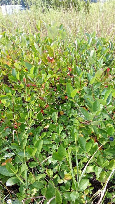Aronia  sadzonki roczne i dwuletnie