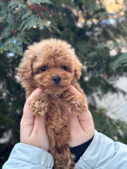 Мальтіпу міні дівчинка