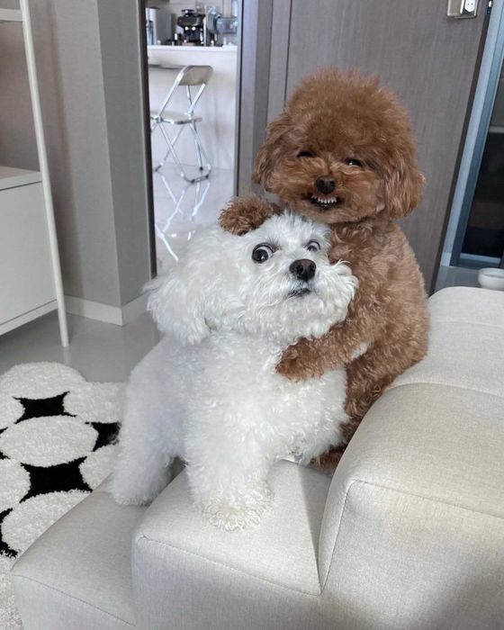 БішонФрізе дівчатка пошуках нової родини