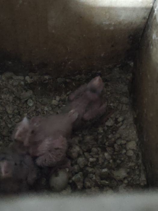 Vendo caturras bebés