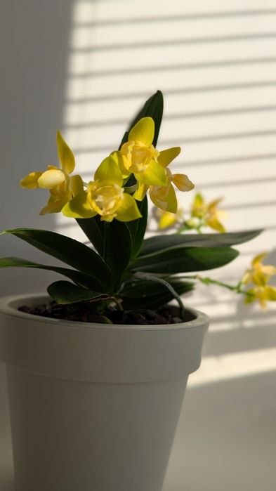 Орхідея мультифлорка триліпс