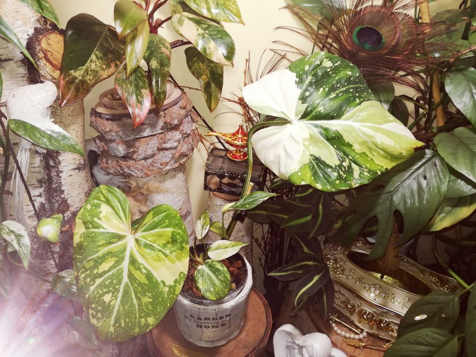 Philodendron Gloriosum TriColour Variegata  UNIKAT monstera filodendro