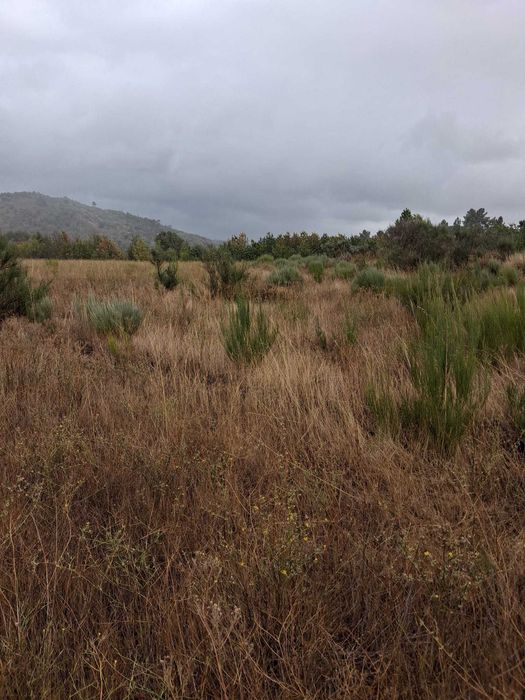 Terreno rustico com regadio do zêzêre para venda I Trigais