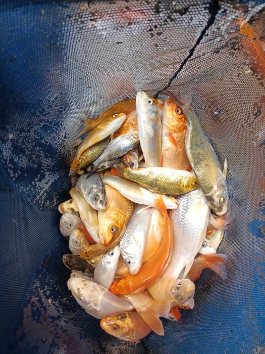 Karp koi 8-12 cm, ryby do oczka wodnego, stawu